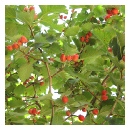 Cockspur Hawthorn